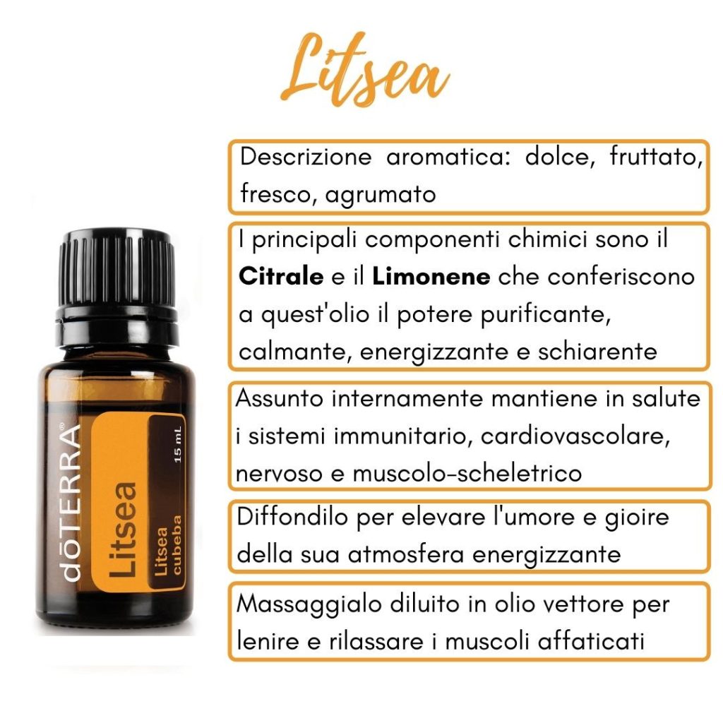 Litsea